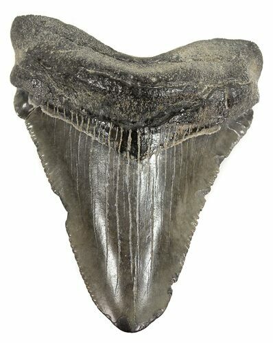 Juvenile Megalodon Tooth - South Carolina #52960